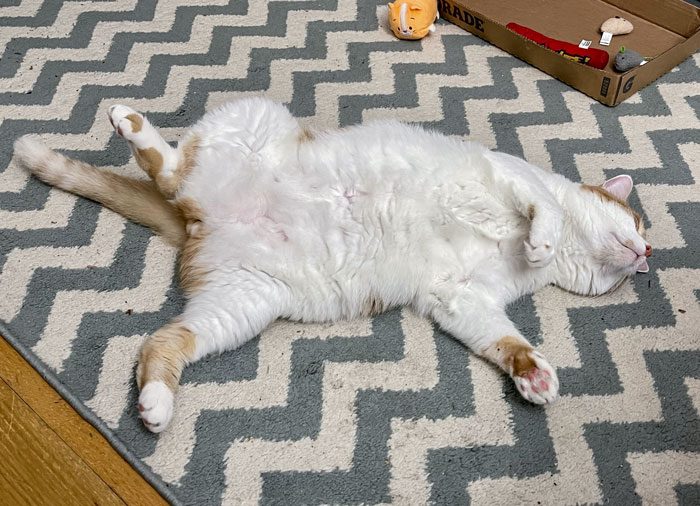 A/C Stopped Working. Everyone Is Hot. Guess Who Has Set Up Shop In Front Of The Fans And Is Dramatically Melting?