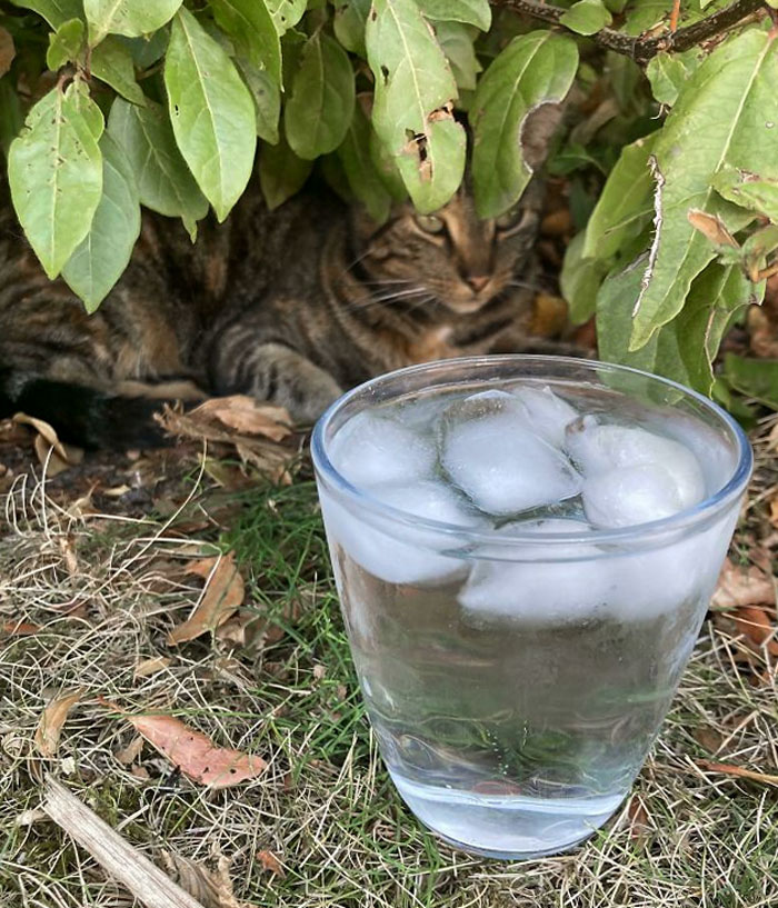 Here’s My Munchkin During The Heatwave