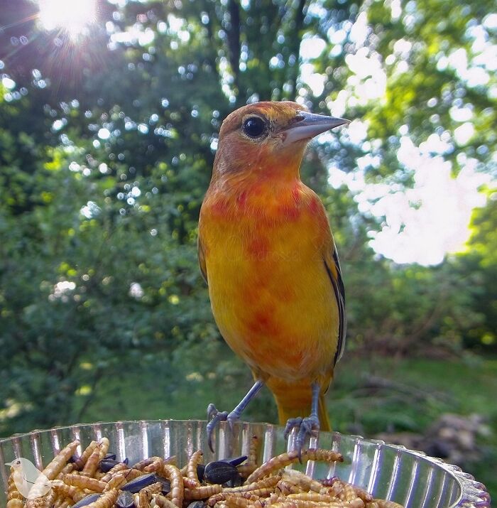 Woman Puts Camera On Bird Feeder In Her Yard, Here Is What It Has Caught (50 New Pics)