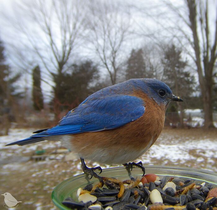 Woman Puts Camera On Bird Feeder In Her Yard, Here Is What It Has Caught (50 New Pics)