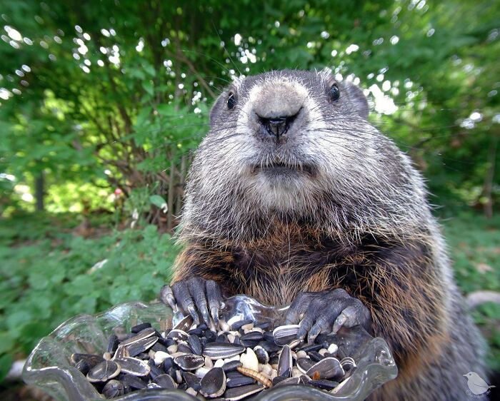 Woman Puts Camera On Bird Feeder In Her Yard, Here Is What It Has Caught (50 New Pics)