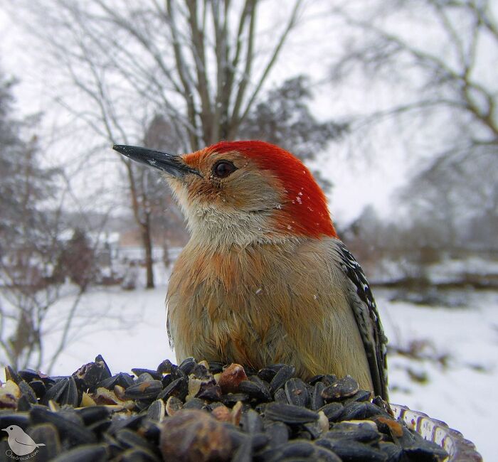Woman Puts Camera On Bird Feeder In Her Yard, Here Is What It Has Caught (50 New Pics)