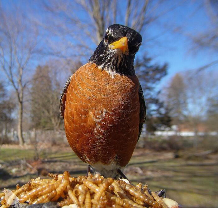 Woman Puts Camera On Bird Feeder In Her Yard, Here Is What It Has Caught (50 New Pics)