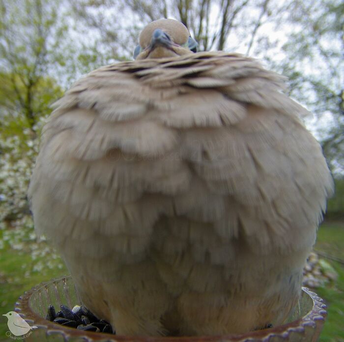 Woman Puts Camera On Bird Feeder In Her Yard, Here Is What It Has Caught (50 New Pics)