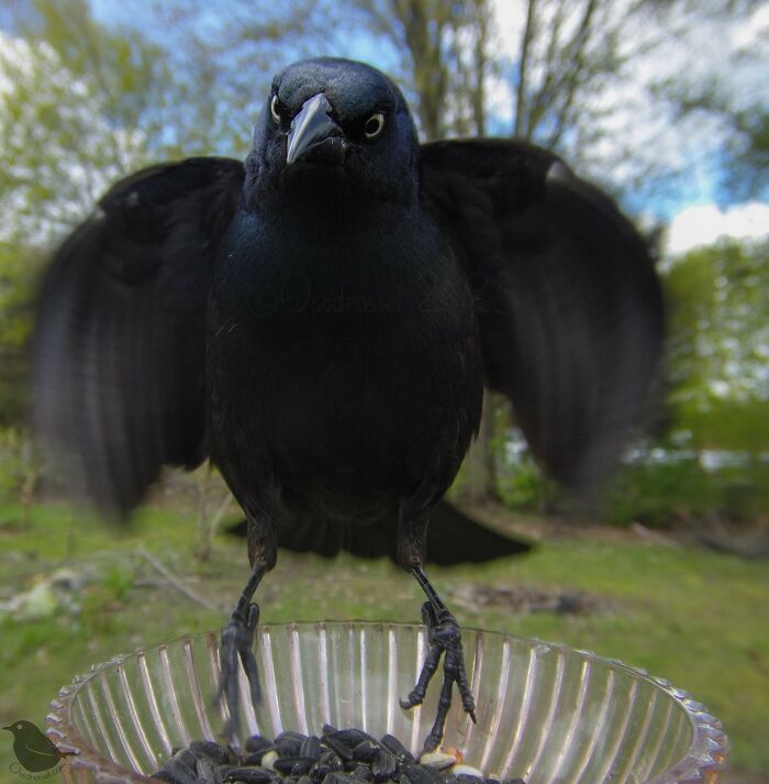 Woman Puts Camera On Bird Feeder In Her Yard, Here Is What It Has Caught (50 New Pics)
