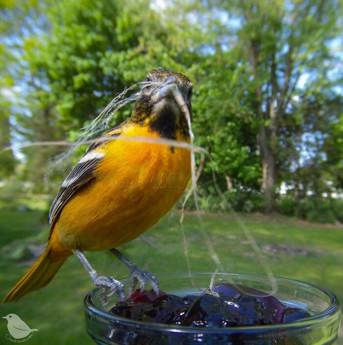Woman Puts Camera On Bird Feeder In Her Yard, Here Is What It Has Caught (50 New Pics)
