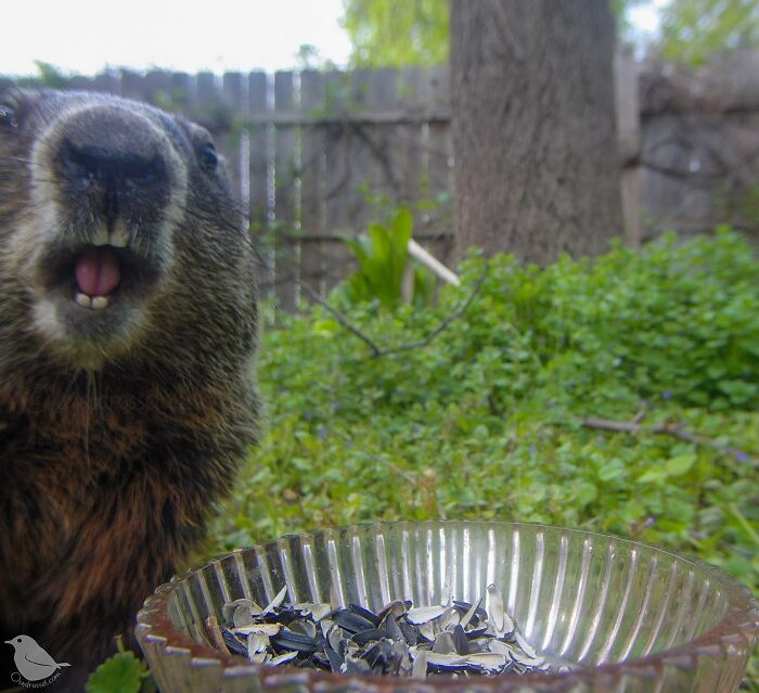 Woman Puts Camera On Bird Feeder In Her Yard, Here Is What It Has Caught (50 New Pics)