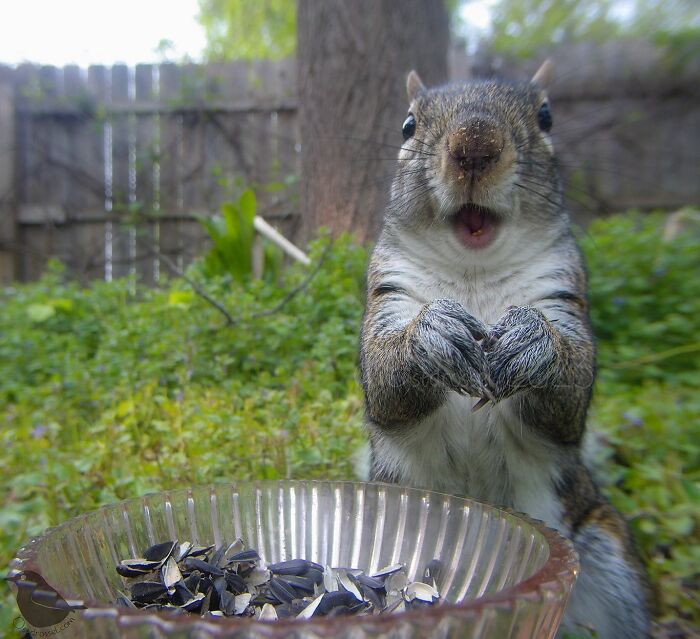 Woman Puts Camera On Bird Feeder In Her Yard, Here Is What It Has Caught (50 New Pics)