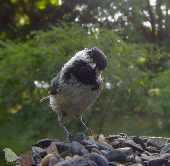 Woman Puts Camera On Bird Feeder In Her Yard, Here Is What It Has Caught (50 New Pics)