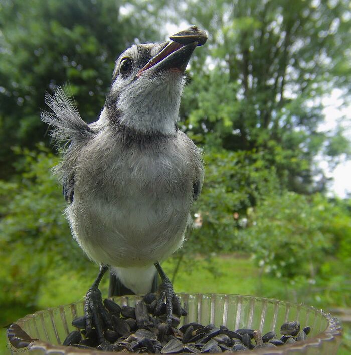 This Woman Has A Bird Photo Booth In Her Garden And The Results Are Amazing (New Photos)