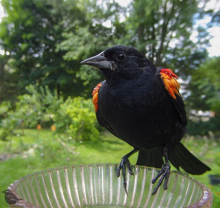 Woman Puts Camera On Bird Feeder In Her Yard, Here Is What It Has Caught (50 New Pics)