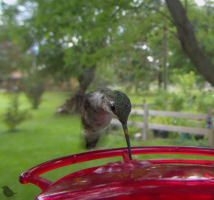 Woman Puts Camera On Bird Feeder In Her Yard, Here Is What It Has Caught (50 New Pics)