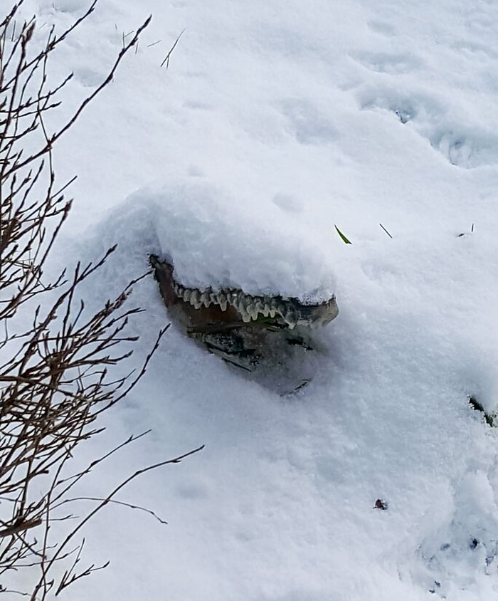 I Have A Fake Alligator Head In My Yard And Today While Taking My Dog Out It Scared Me