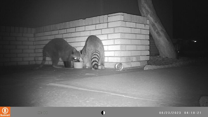 We Were Visited By The Cutest Raccoon Family We Were Visited By The Cutest Raccoon Family