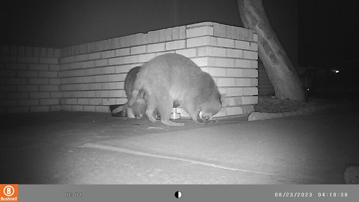 We Were Visited By The Cutest Raccoon Family We Were Visited By The Cutest Raccoon Family