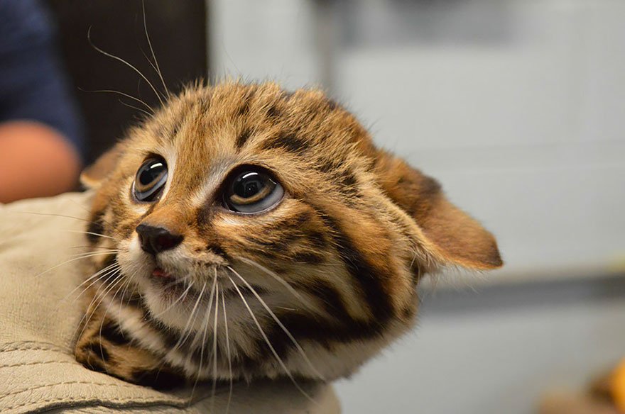 Black-Footed Cat (Felis Nigripes)