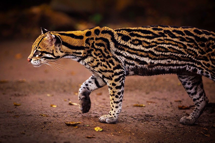 Ocelot (Leopardus Pardalis)