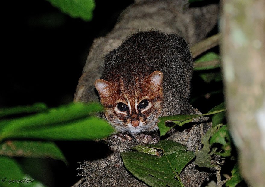 Flat-Headed Cat (Felis Planiceps)
