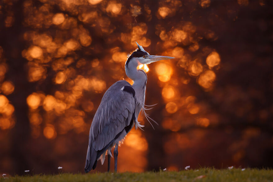Holy Heron