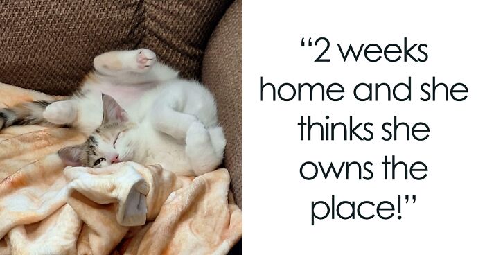 This Month’s Soul-Healing Images Of Adopted Pets Settling Into Their New Homes (August Edition)