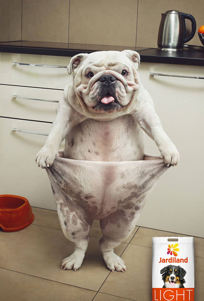 Advertisement For Light Dog Food