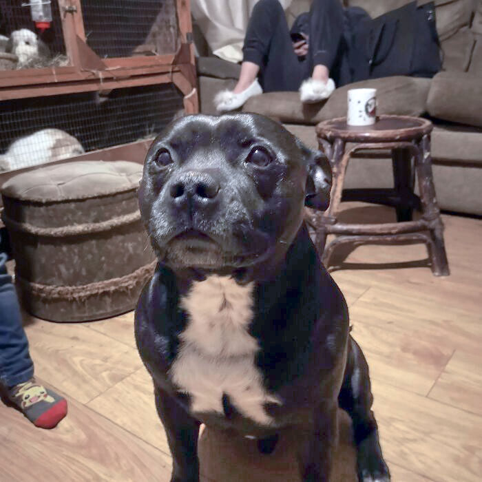 The Pattern On My Dog's Chest Looks Like A Cat Mid-Sneeze