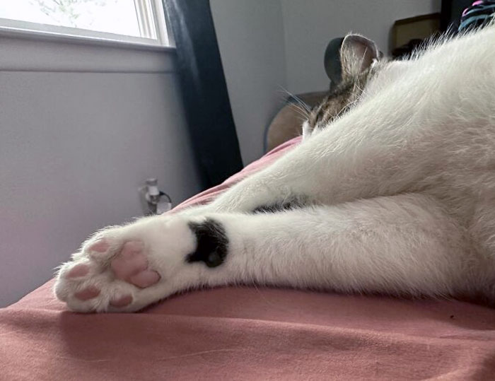 My Cat Has A Cat-Shaped Pattern On His Paw