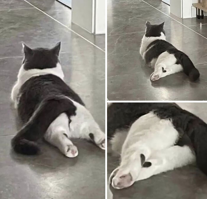 Kitty With A Heart Pattern On The Legs