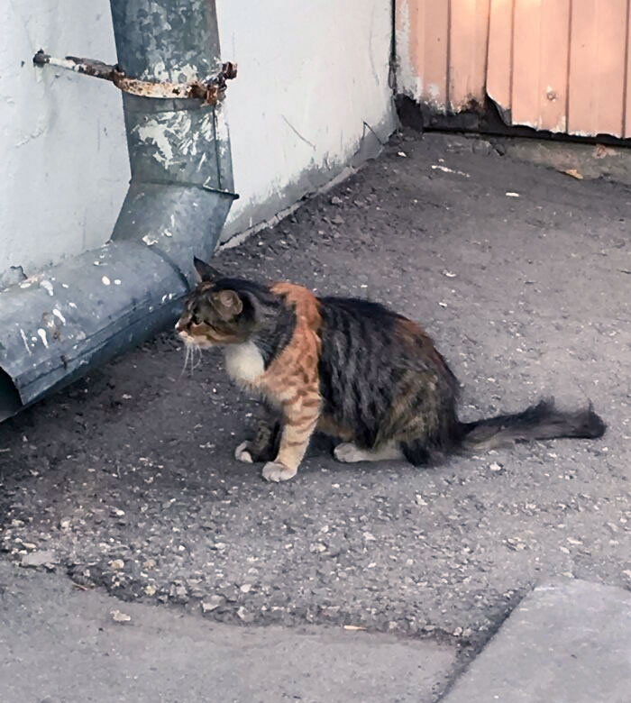 A Tortoiseshell Cat With An Extraordinary Orange Pattern On Its Paws
