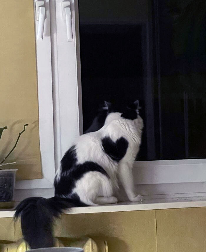 My Cat Has A Heart-Shaped Pattern On His Fur