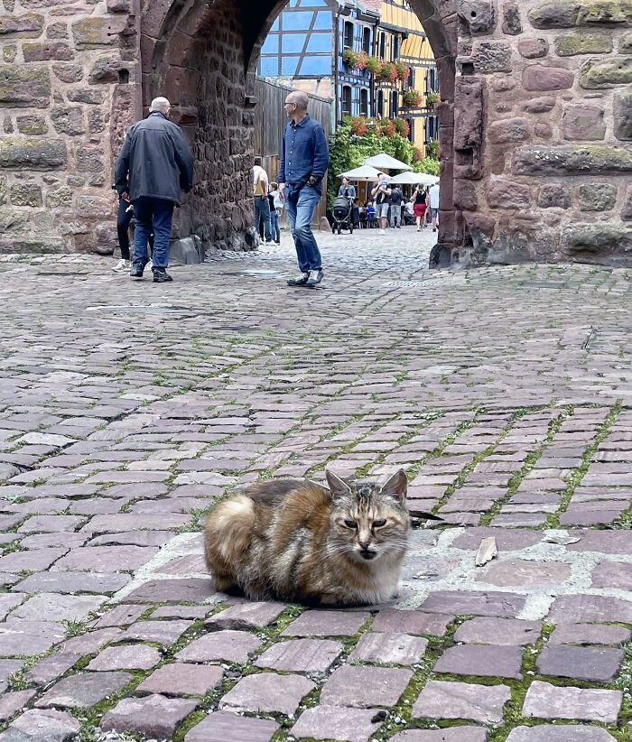 This Cat's Color Pattern Makes It Look Like It's Meowing