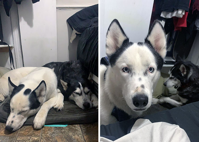 New Foster. Think I Might Adopt This One, Whiteout. Such Unique Markings