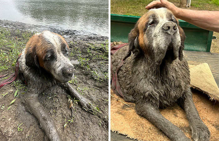Bachelor Party Takes Unexpected Twist When They Hear Dog Barking In The Mud