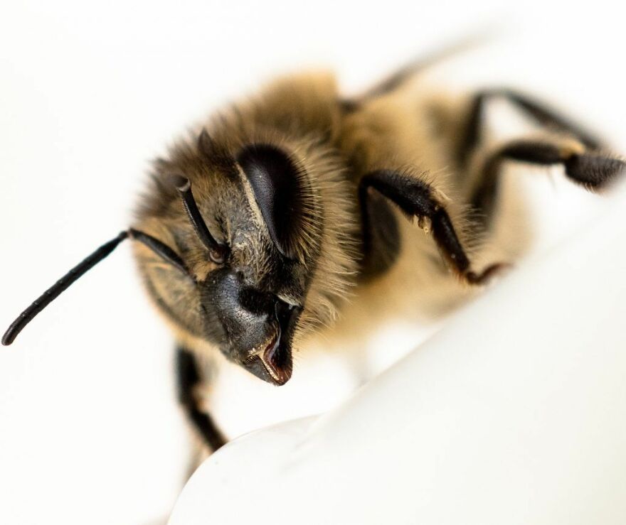 10 Ways To Save The Honeybees
