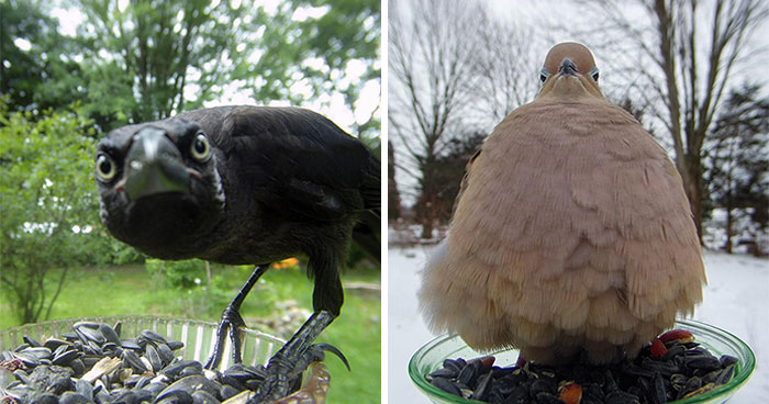 Esta mujer tiene un fotomatón para pájaros y animales en su jardín, y los resultados son extraordinarios (50 nuevas fotos)