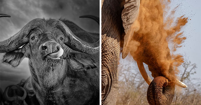 I Am A Photographer Passionate About Wildlife, Nature, And Conservation: Here Are My Best 45 Photos