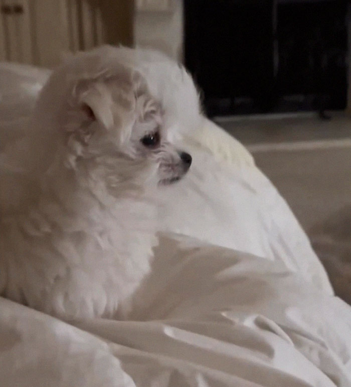 Britney Spears Gets Slammed By PETA After Sharing News Of Her Dog Snow