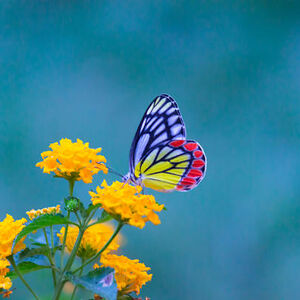 natalia-vasquezurbina avatar