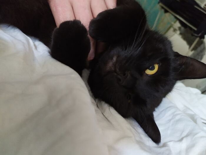 Cuddly Little Killer 😍