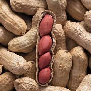 khalidsameer111 avatar