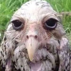 raphaelelijahegana avatar