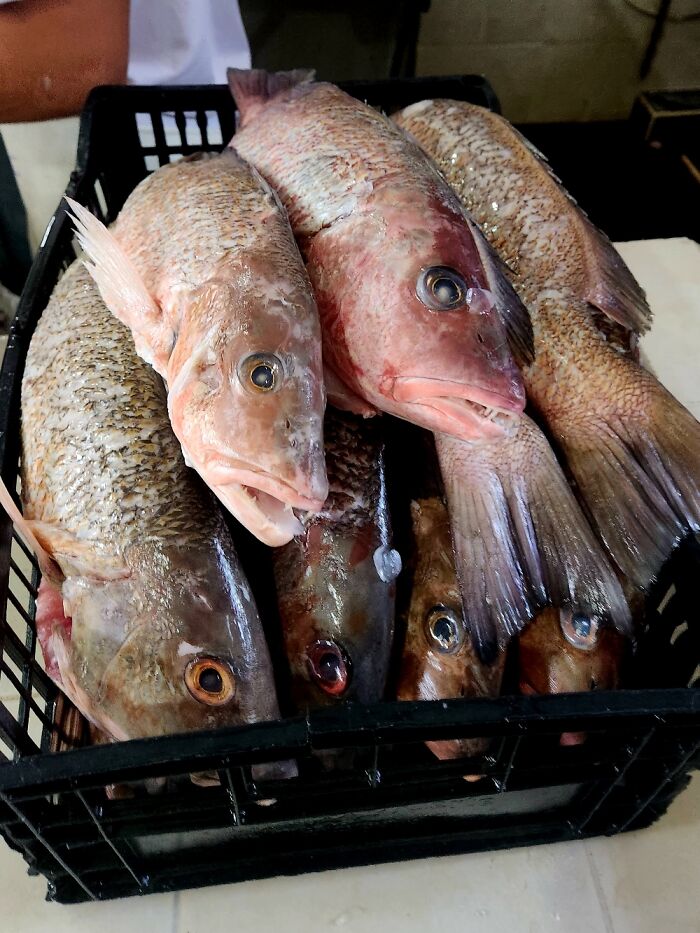 Fresh Fish At A Market In Mexico