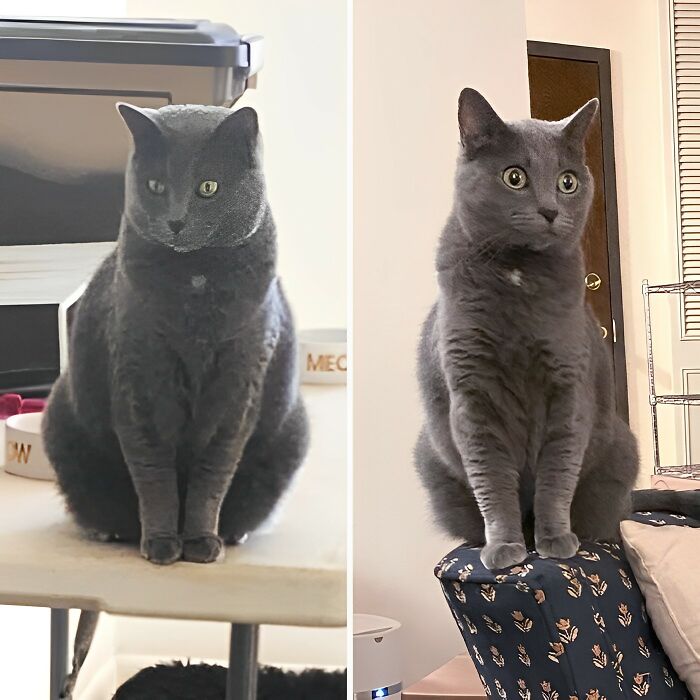 Chonky Tonky Isn't So Chonky Anymore