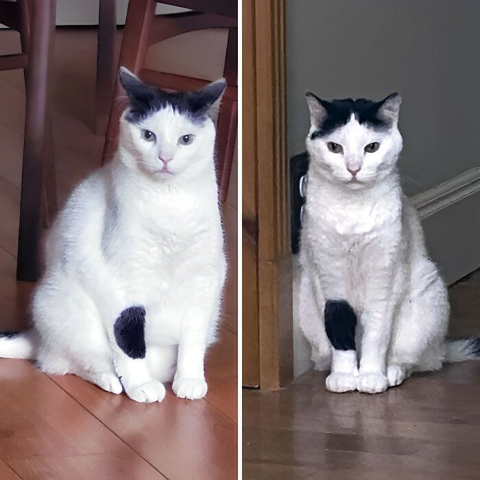 The Dechonkification Of Squid