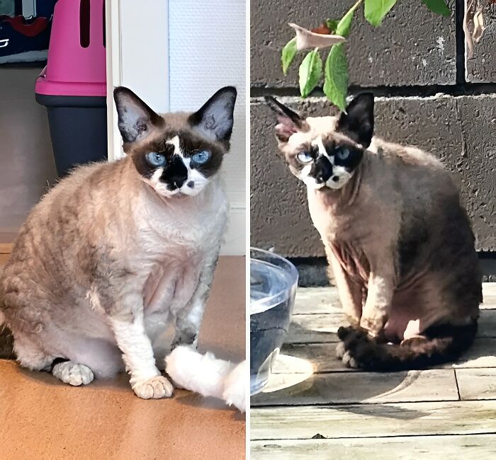 What A Difference Or What. Galatea Lost Quite A Lot Of Weight