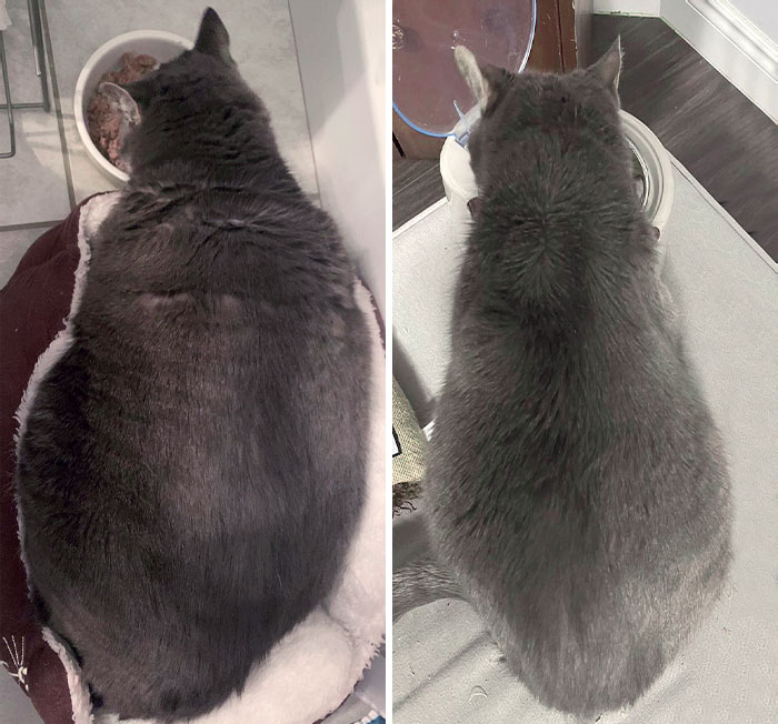 Smolls The Day I Brought Her Home At 22 Lbs vs. Today At 12,6 Lbs