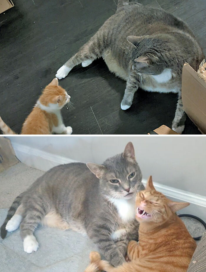 Duncan Is Dechonking While His Little Buddies Grow