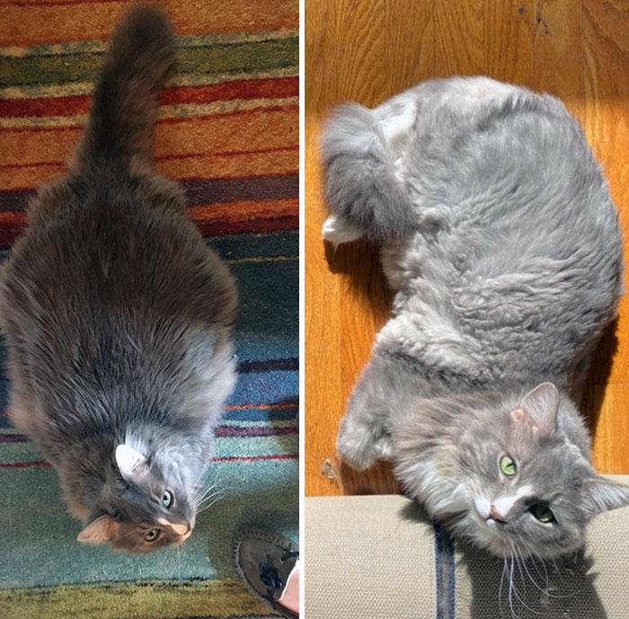 Oskar Dechonked About 85% 