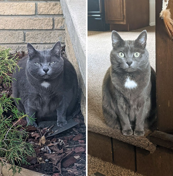 Sybil's Chonk Status One Year Ago vs. Today. Good Job Sybil