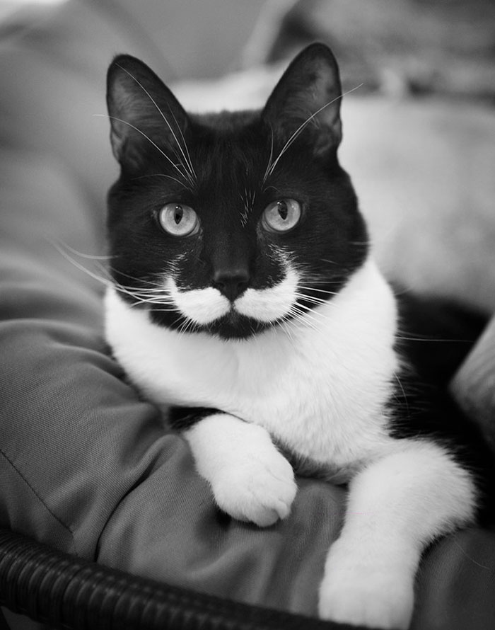 "That's One Dapper Mustache , Sir"